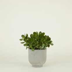 Footed Planter